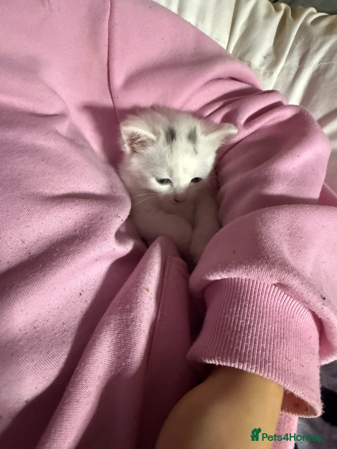 British Shorthair cats for sale: Female kitten  - Advert 4