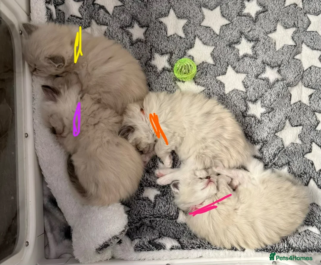 Ragdoll cats for sale: XL Long hair Ragdoll kittens. Used to dogs.  - Advert 2