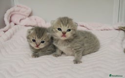 British Shorthair cats for sale: Solid Blue & Blue Golden Spotted Tabby Kittens - Image 5