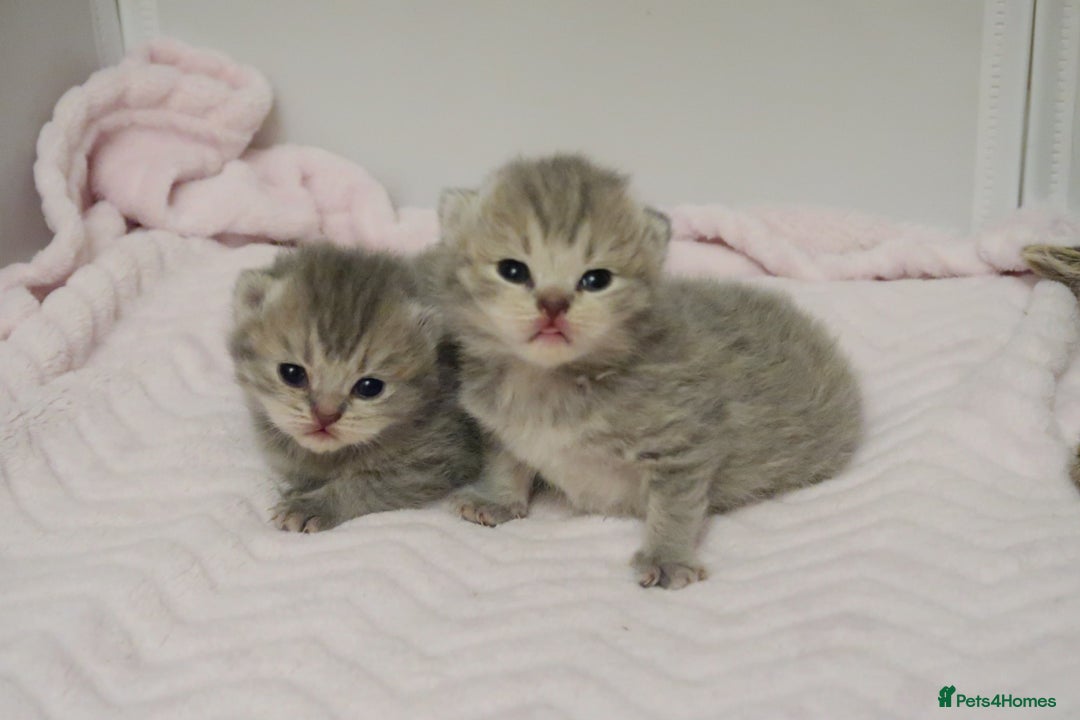 British Shorthair cats for sale: Solid Blue & Blue Golden Spotted Tabby Kittens - Image 5