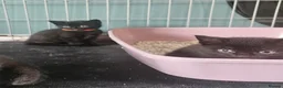 Mixed Breed cats for sale: Lovely kittens for 5* homes in Stafford - Advert 9