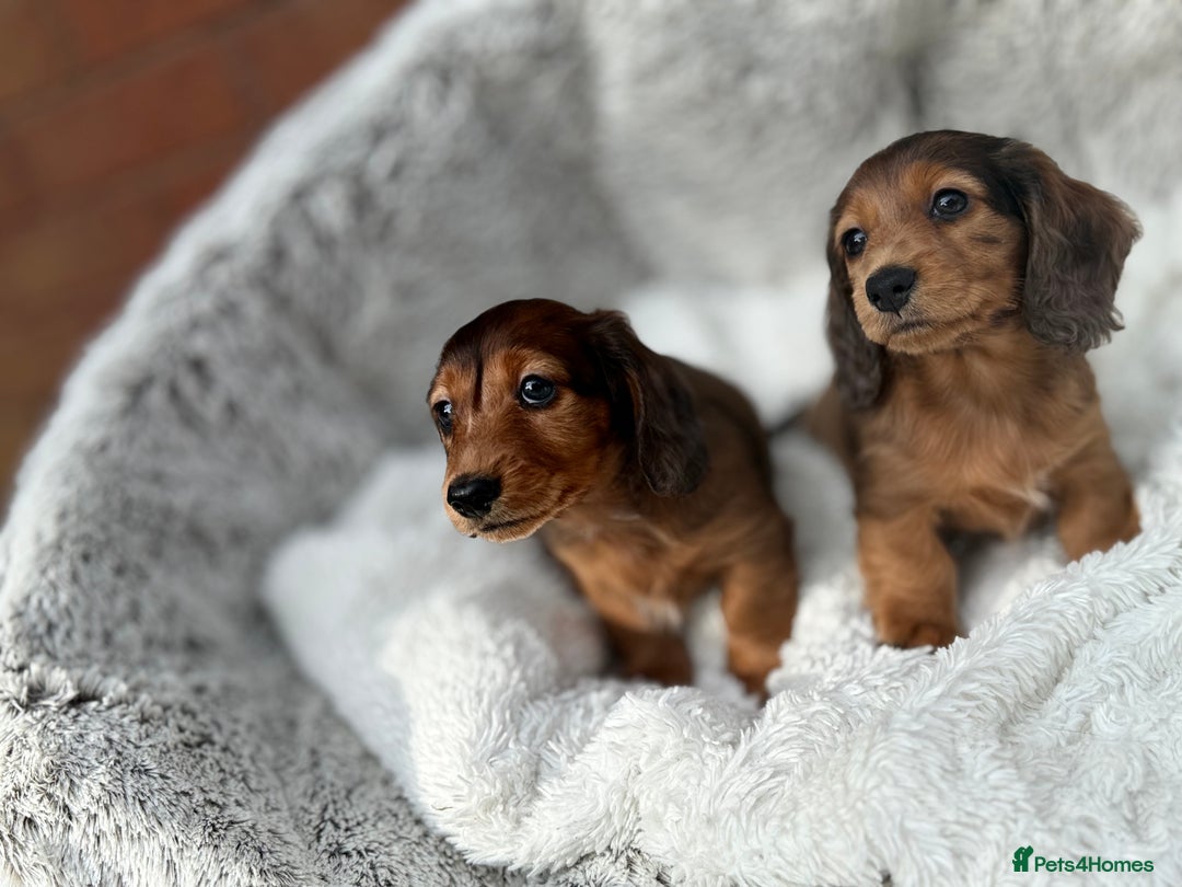 Miniature Dachshund dogs for sale: Mini long hair dapple dachshunds - Image 10