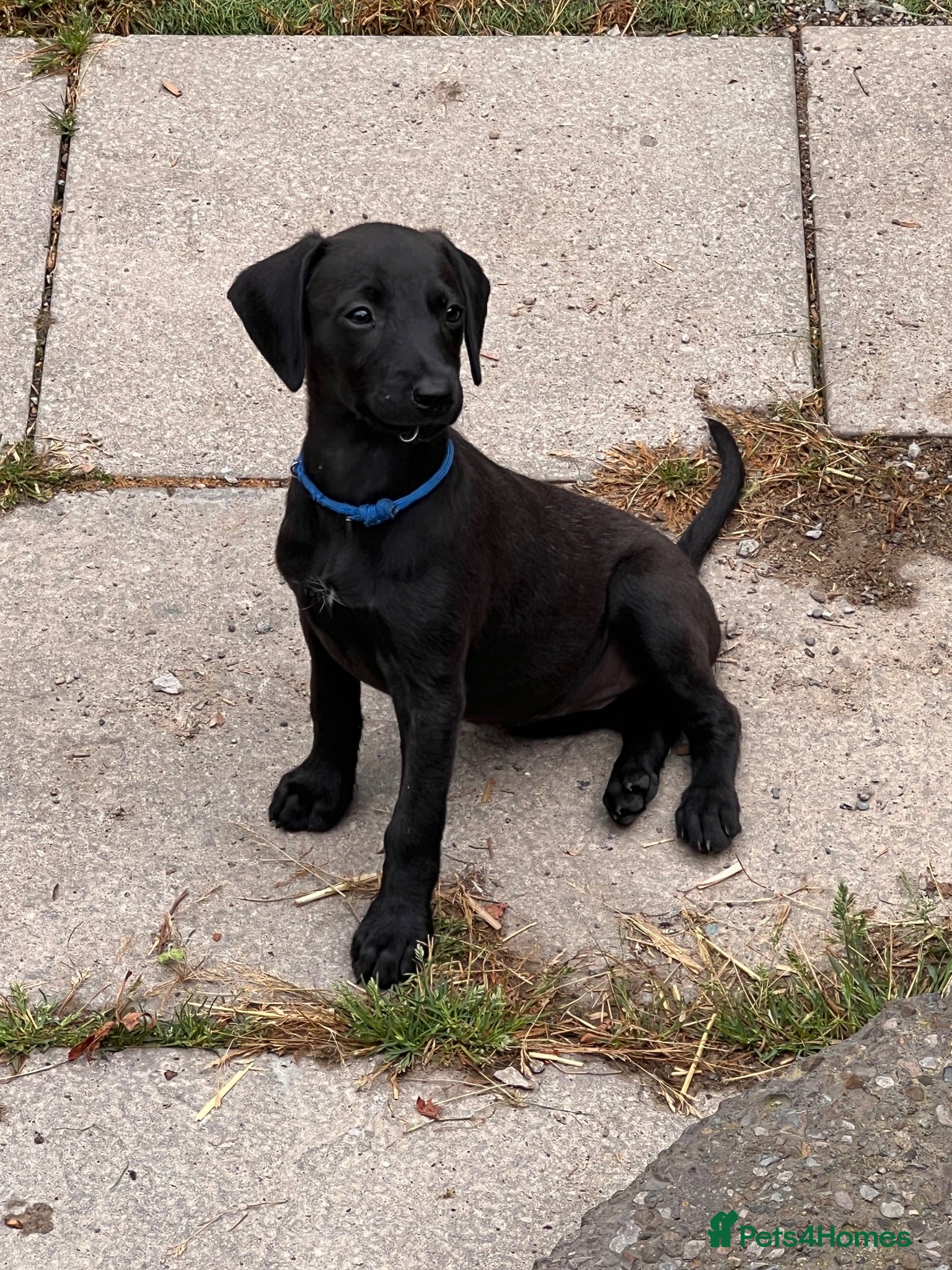 Mixed Breed dogs Beautiful F1 Bedlington Whippet  - Advert 5