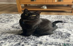 Bombay cats for sale: 10 month old cat for sale - Image 3