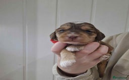 Cockapoo dogs for sale: Miniature Cockapoos  - Image 4