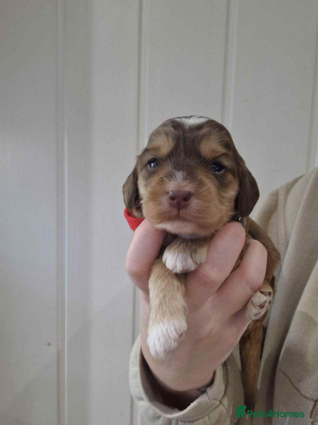 Cockapoo dogs for sale: Miniature Cockapoos  - Image 4