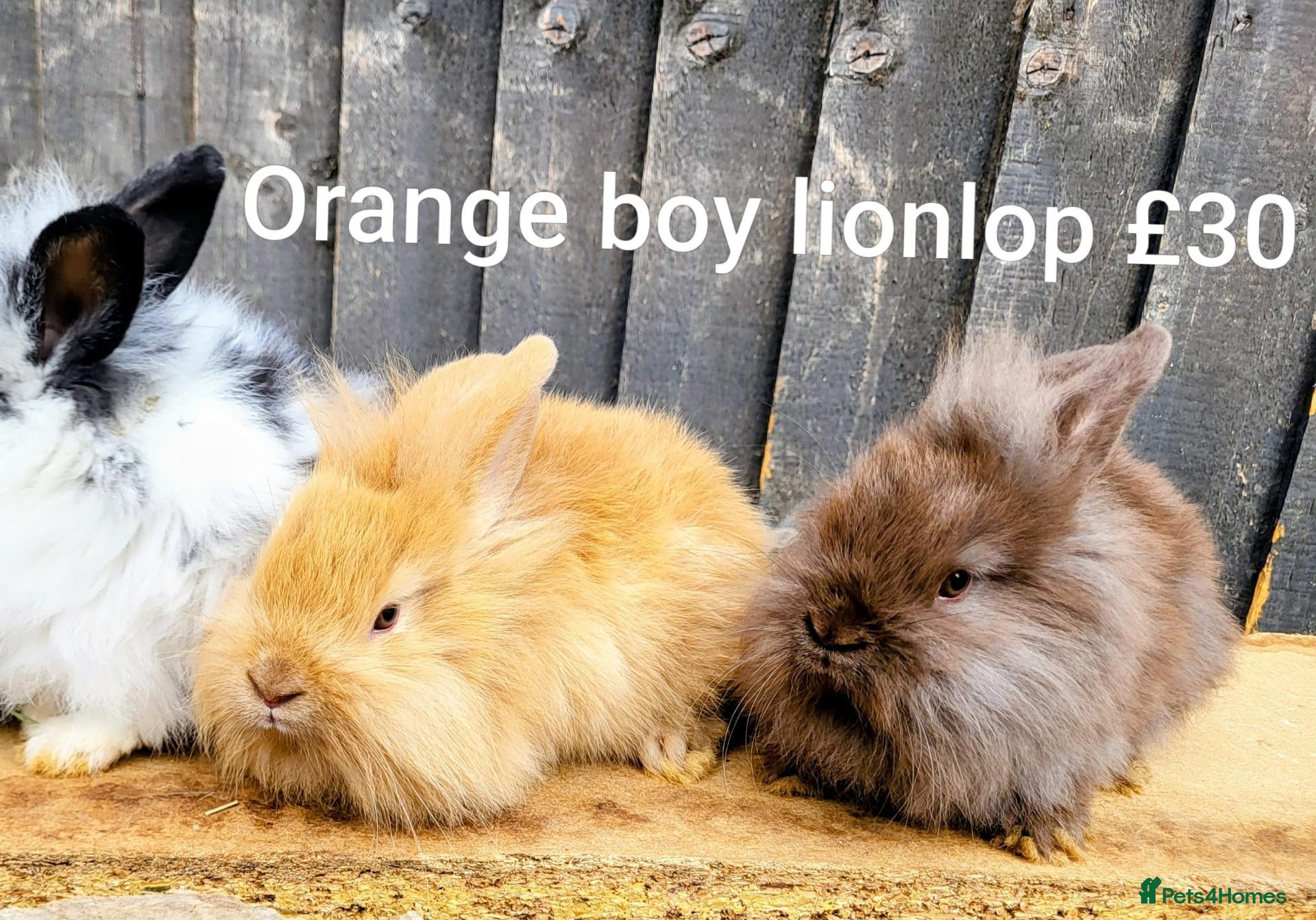 Mini Lop rabbits French lop x mini lop  - Advert 17
