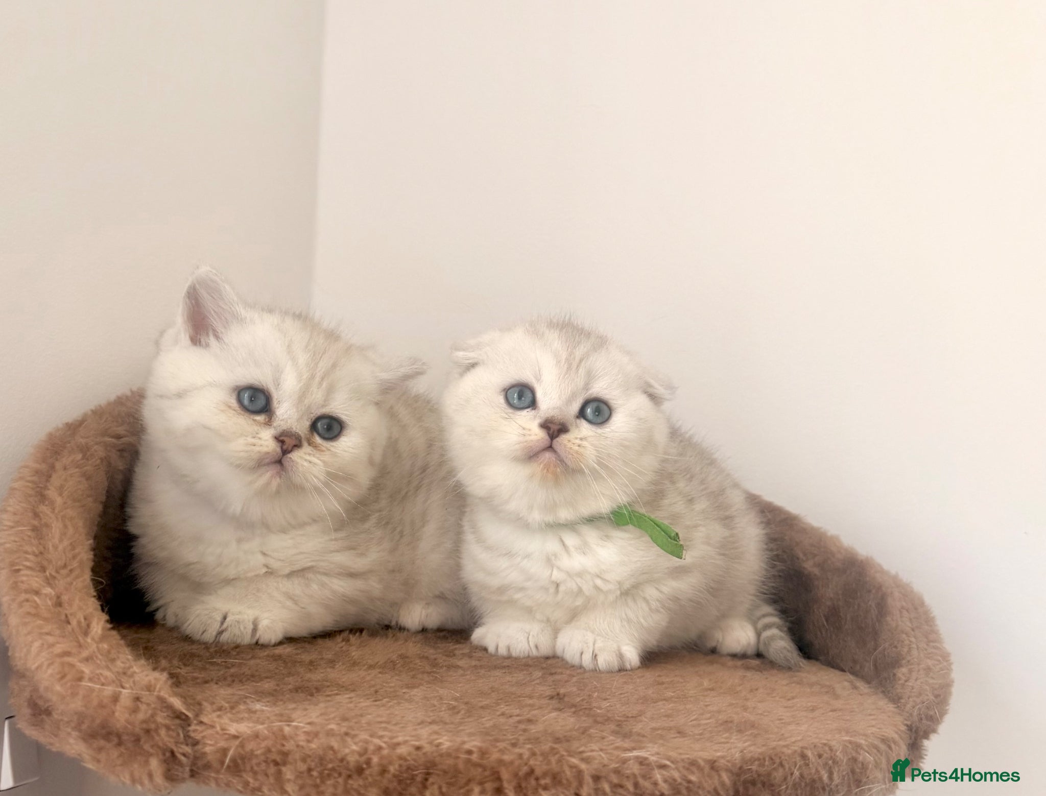 Scottish Fold cats LAST 2 Scottish Fold & Straight Kittens  - Advert 17