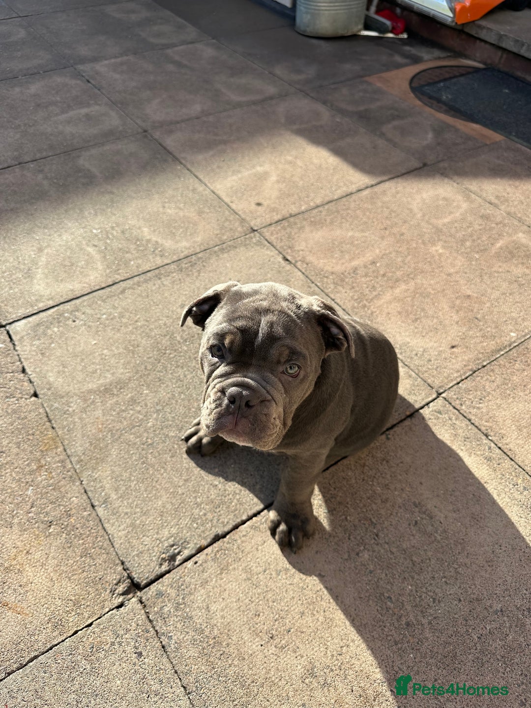 Olde English Bulldogge dogs for sale: 2 male gorgeous olde English Bulldogs - Advert 6