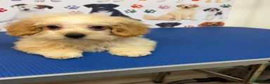 Maltipoo Biscuit Girl Puppy 