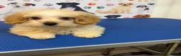 Maltipoo dogs for sale: Rare Red Parti and Biscuit Maltipoo Puppies - Advert 18