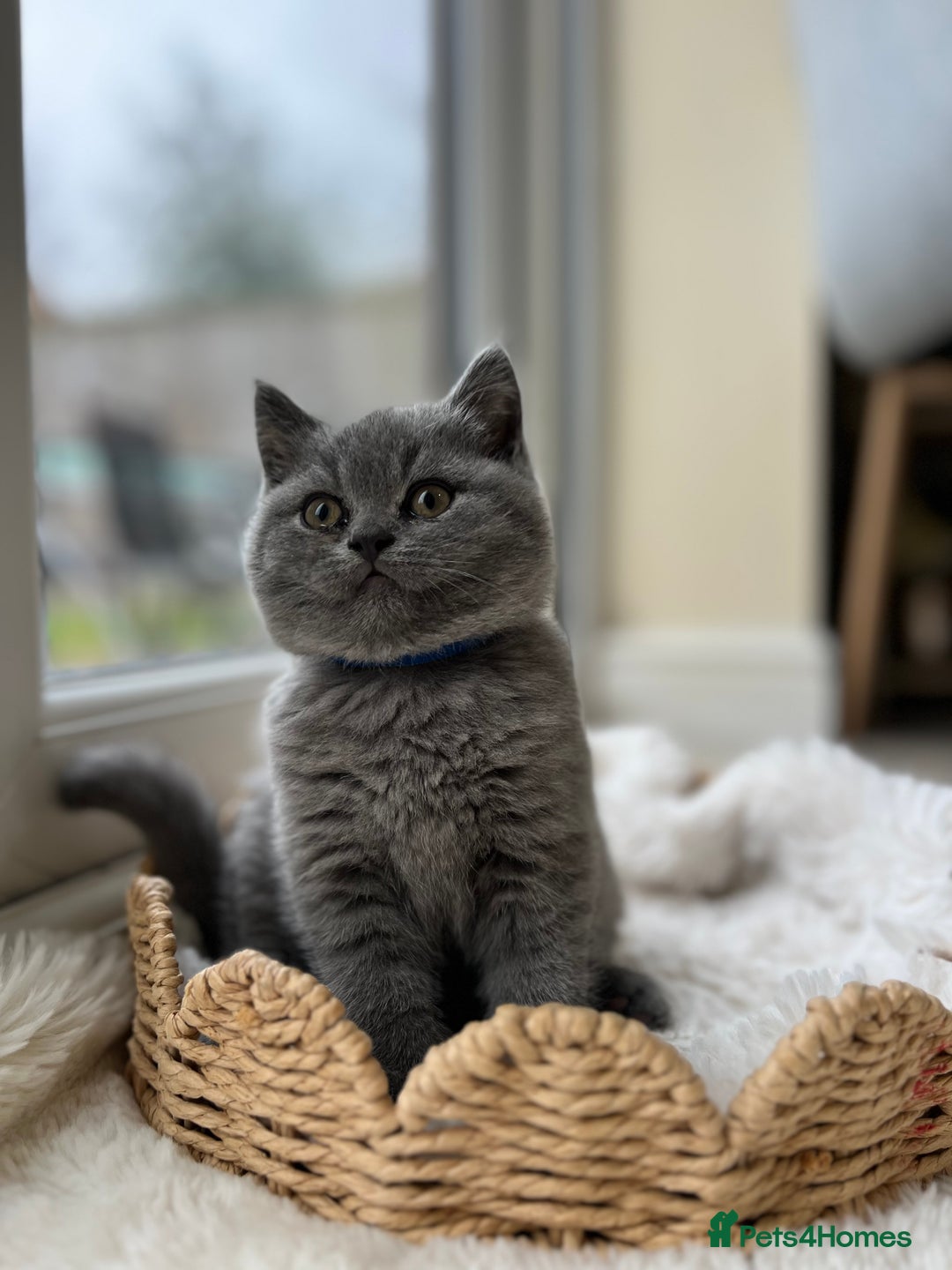British Shorthair cats for sale: British shorthair kittens - Advert 7