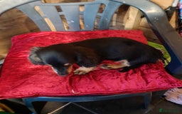 Miniature Dachshund dogs for sale: minature long haired daschund  - Image 16