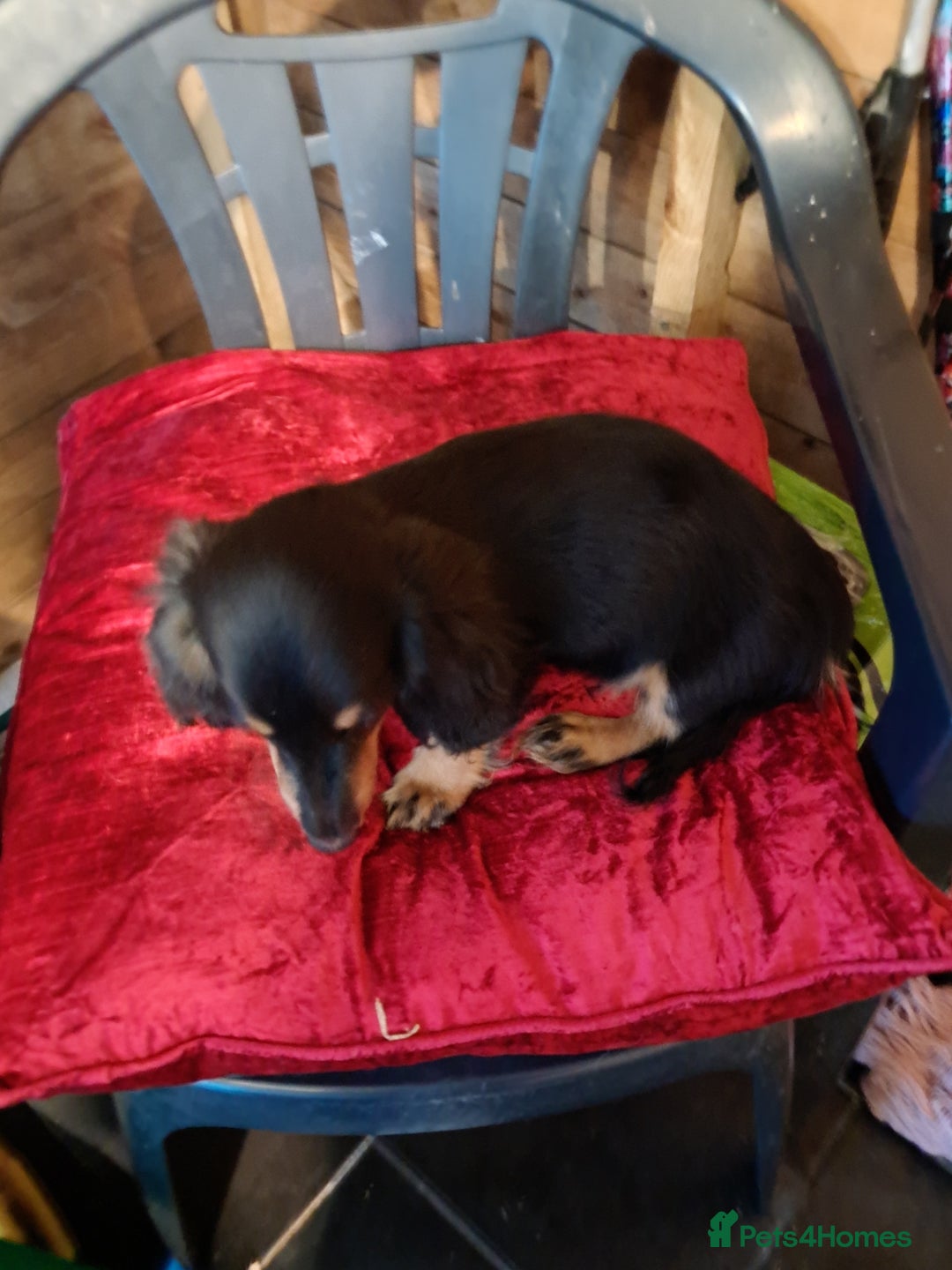 Miniature Dachshund dogs for sale: minature long haired daschund  - Image 16
