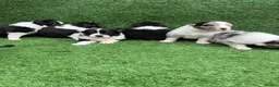 Australian Shepherd dogs for sale: Australian Shepherd Puppies  - Advert 3