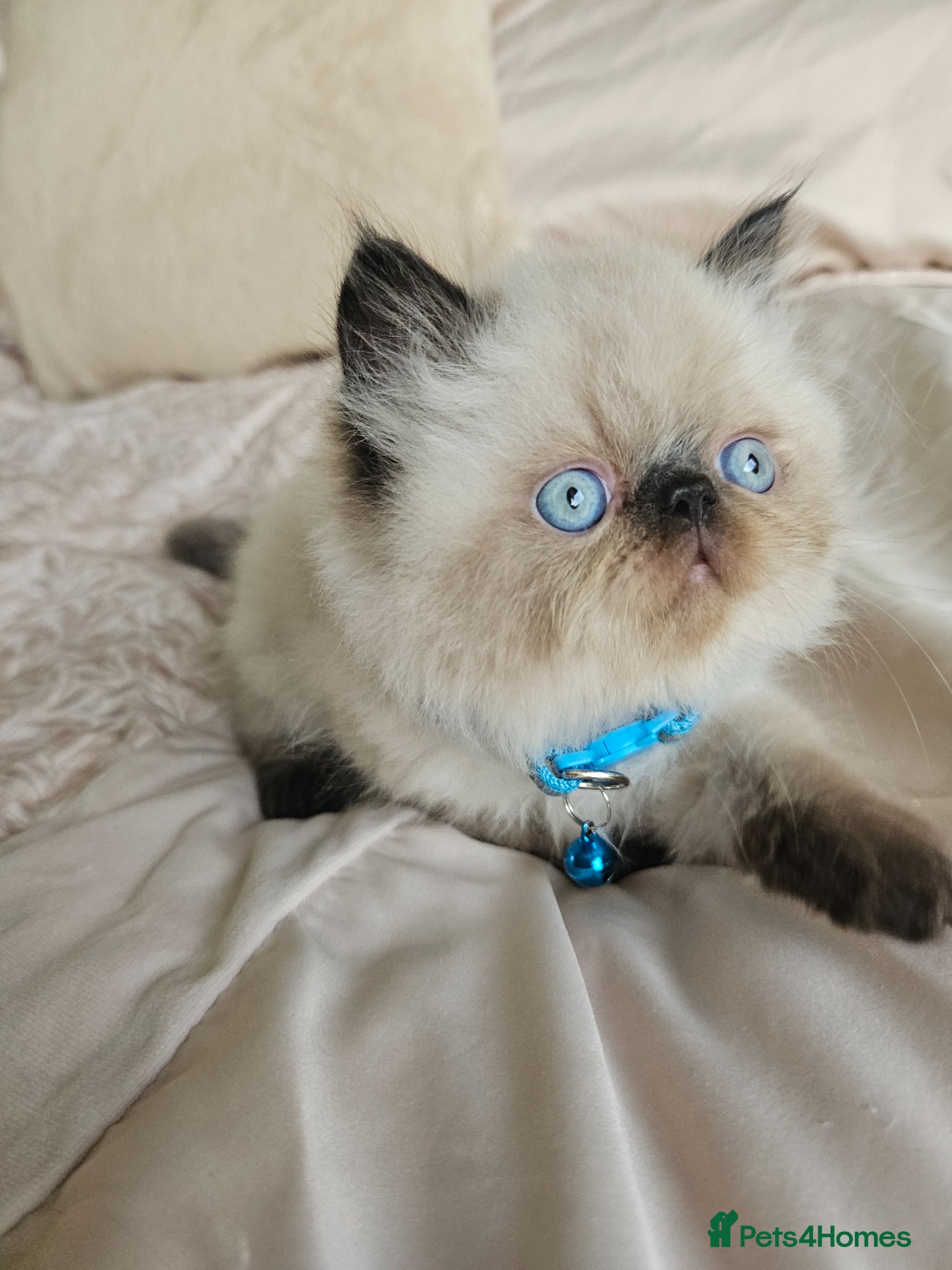 Persian cats for sale:  😻 Stunning Pedigree Persian Kittens😻 - Advert 10