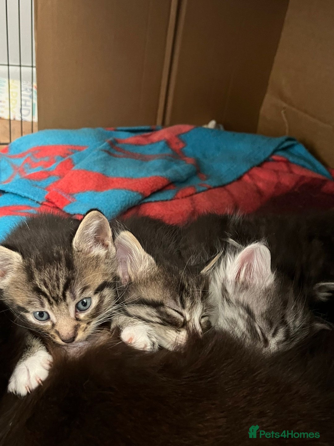 Domestic Shorthair cats for sale: 5 short/fluffy domestic kittens  - Image 19