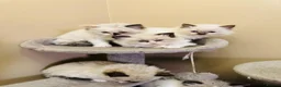 Ragdoll cats for sale: Ragdoll kittens  - Advert 17