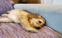 Cockapoo dogs for sale: COCKAPOO PUPPIES FOR SALE ready now  - Image 20