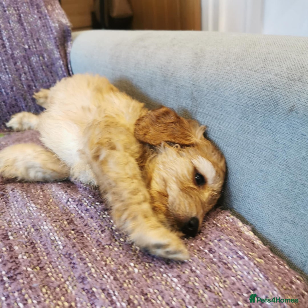Cockapoo dogs for sale: COCKAPOO PUPPIES FOR SALE ready now  - Image 20