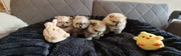 Pomeranian dogs for sale: Puppies  - Advert 7