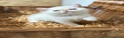 Exotic cats for sale: 2 STUNNING EXOTIC MALE KITTENS  - Advert 12