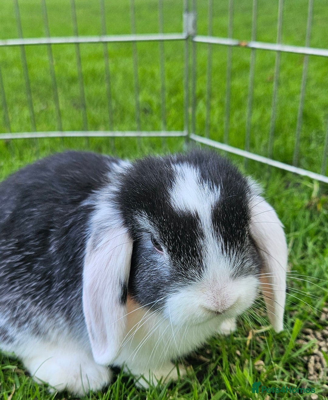 Mini Lop rabbits for sale: Gorgeous purebred baby mini lops - Image 6