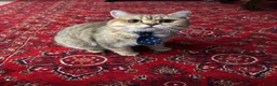 British Shorthair cats for sale: 🐾Beautiful Young Cats Seeking Their Forever Homes - Advert 5