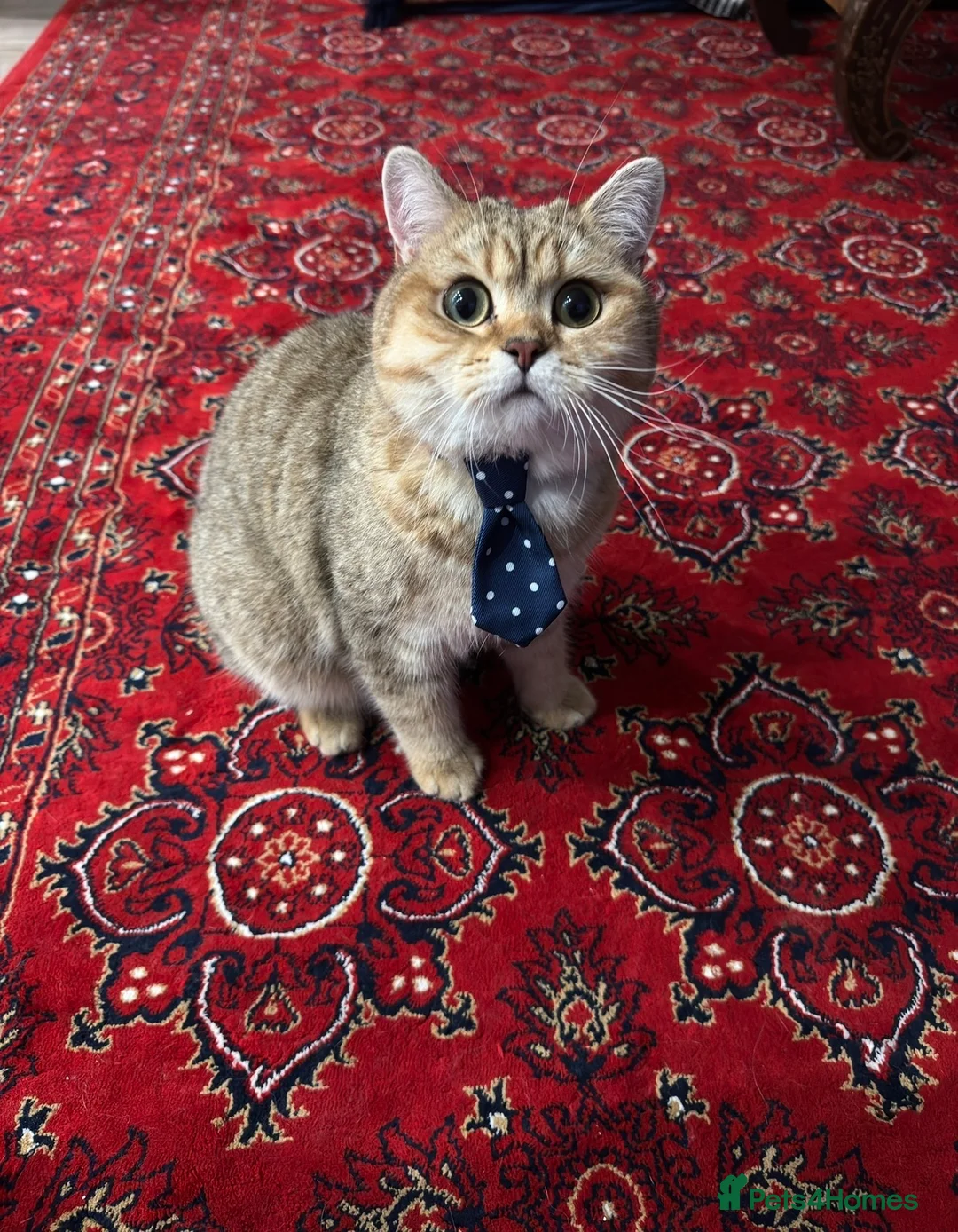 British Shorthair cats for sale: 🐾Beautiful Young Cats Seeking Their Forever Homes - Advert 5