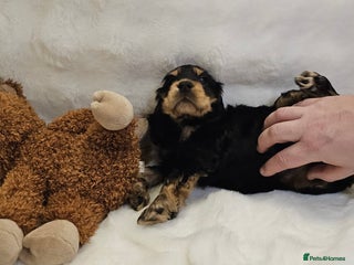 Cocker Spaniel dogs GORGEOUS CHAMPION LINE SHOW COCKERS 💕 - Advert 13