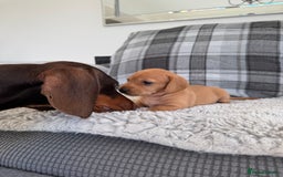 Miniature Dachshund dogs for sale: Smooth blonde miniature dachshund puppy  - Image 7