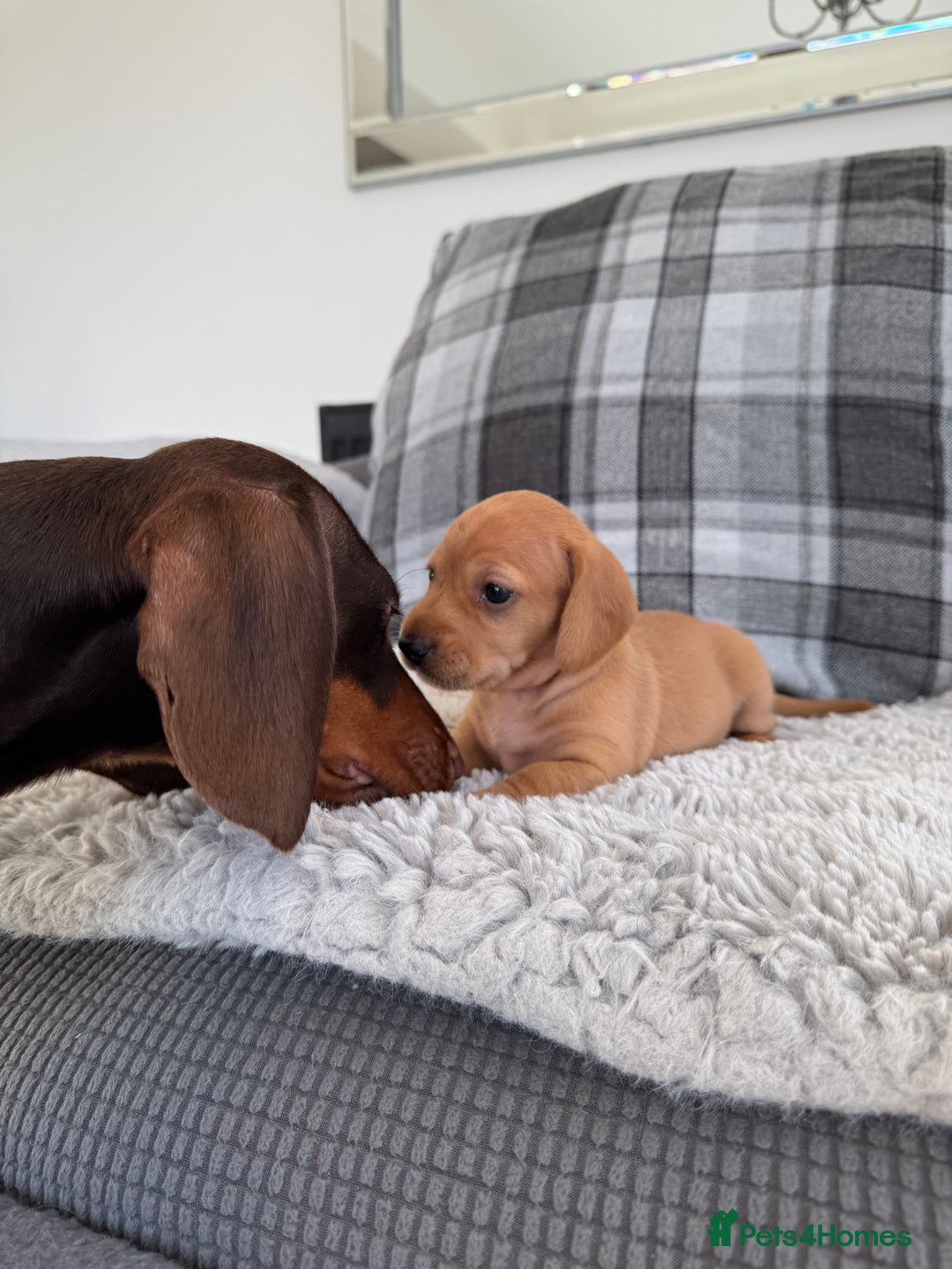 Miniature Dachshund dogs for sale: Smooth blonde miniature dachshund puppy  - Image 7