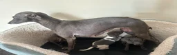Italian Greyhound dogs for sale: Girls and boys available  - Advert 1