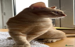 Mixed Breed cats for sale: Sparky  - Image 2