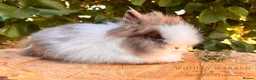Lionhead rabbits for sale: Fully Vaccinated Lionheads Ready Now  - Advert 6