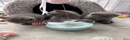 British Shorthair cats for sale: Gorgeous British Shorthair Kittens - Advert 10
