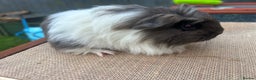 Guinea Pig rodents for sale: Beautiful boys looking for a new home  - Advert 3
