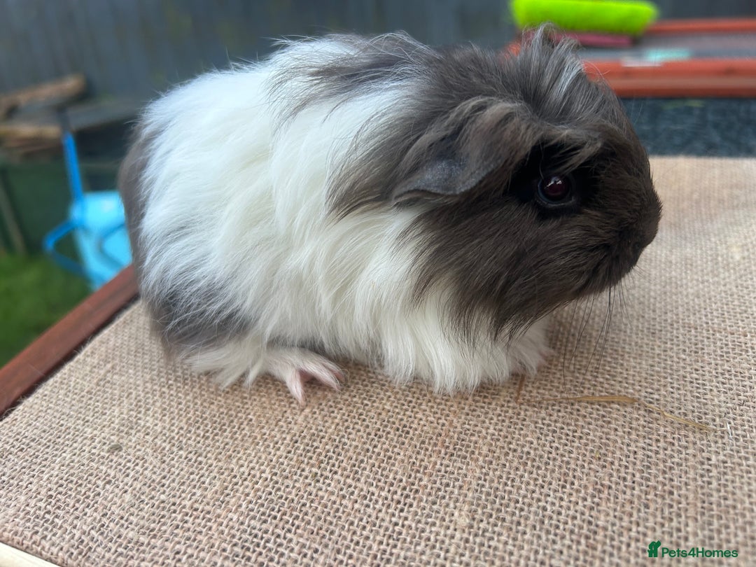 Guinea Pig rodents for sale: Beautiful boys looking for a new home  - Advert 3