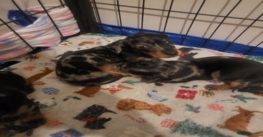 Dachshund dogs - Advert 2