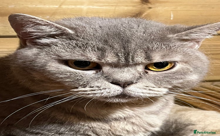 British Shorthair cats - Advert 12