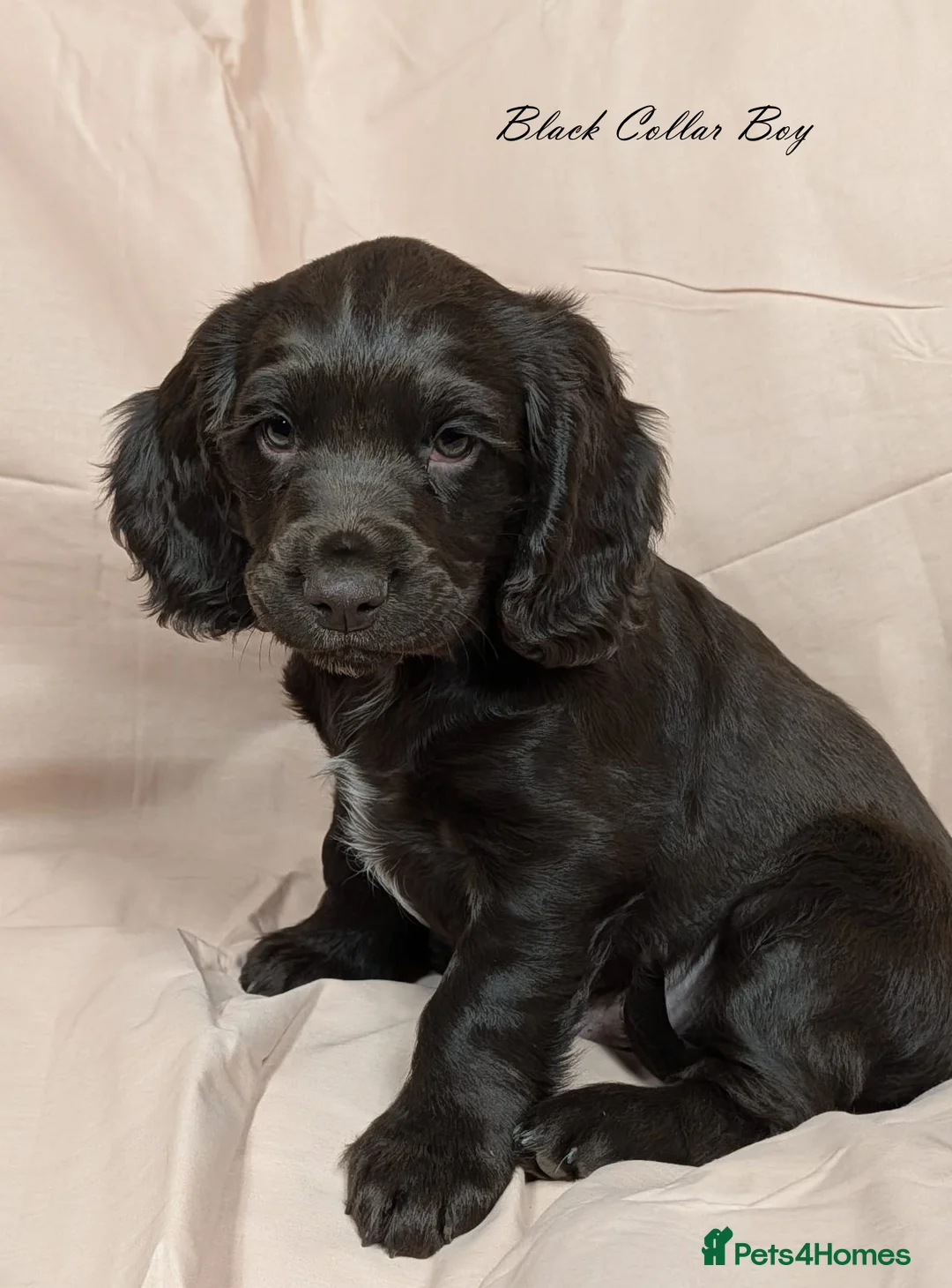 Cocker Spaniel dogs for sale: Gorgeous KC reg Cocker Spaniel pups – ready now - Advert 1