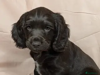 Cocker Spaniel dogs Gorgeous KC reg Cocker Spaniel pups – ready now - Advert 7