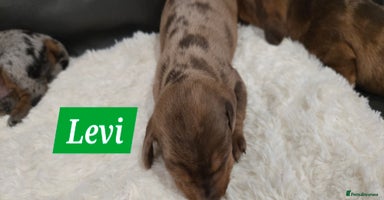 Dachshund dogs Beautiful Dapple Dachunds - Advert 1