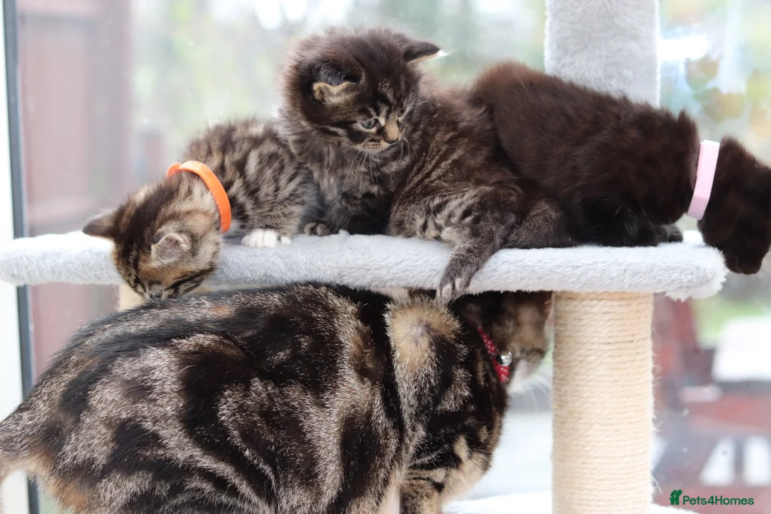 Mixed Breed cats for sale: Adorable Kittens - Advert 10