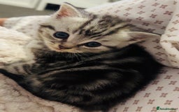 Persian cats for sale: persian x bengal - Image 4