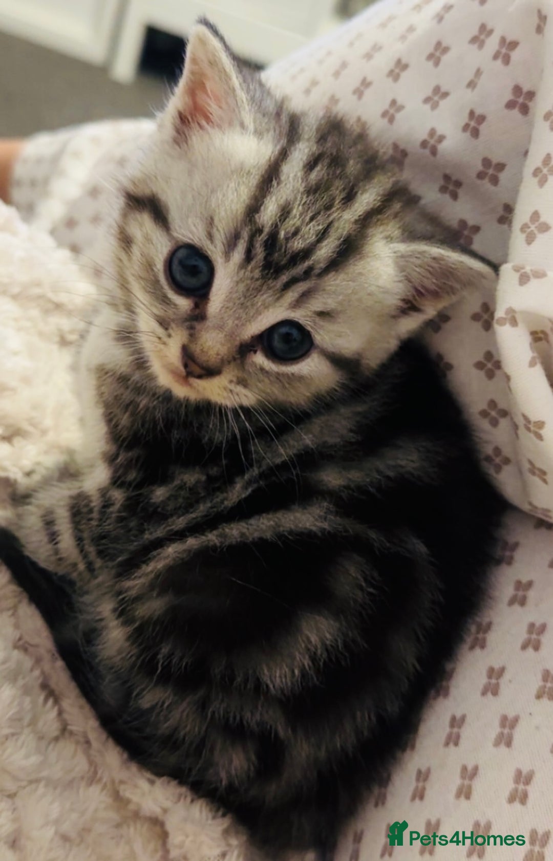 Persian cats for sale: persian x bengal - Image 4