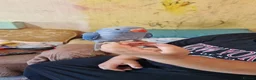 Parrots birds for sale: Indian ringnecks for sale READY TO GO - Advert 4