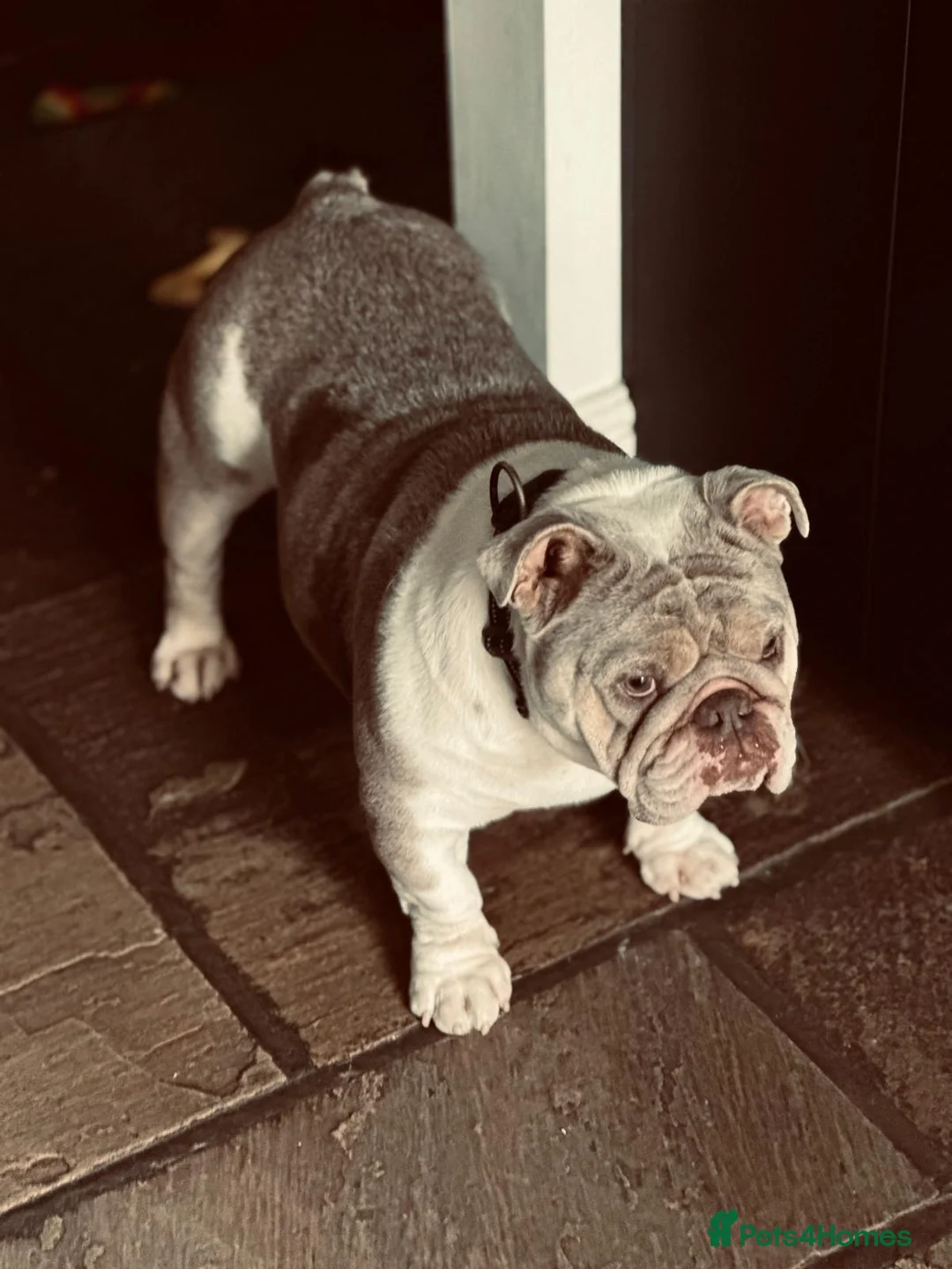 English Bulldog dogs for sale: British Bulldog Girl in Bolton - Advert 1