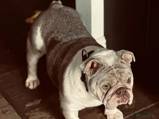 English Bulldog dogs British Bulldog Girl in Bolton - Advert 3