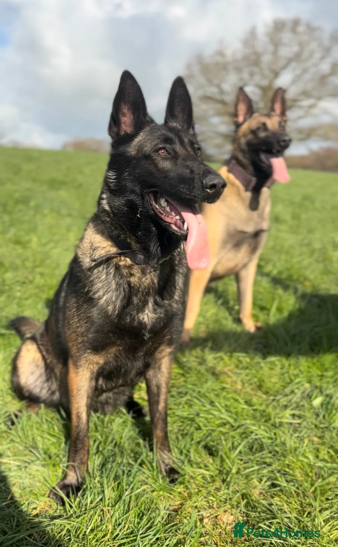 Belgian Shepherd Dog dogs for sale: True to type Belgian Malinois Pups  - Advert 1